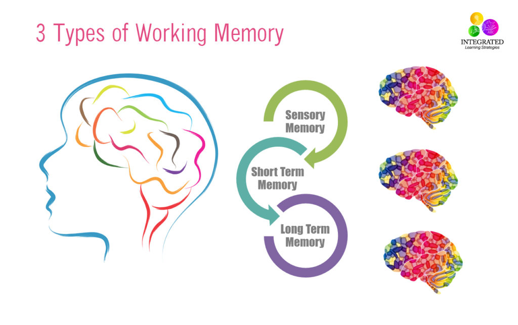 Working Memory: 20 Facts You Must Know